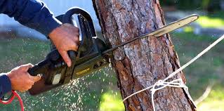 Reliable Hilltop, SC Tree Removal Services Solutions